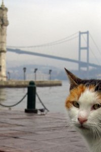 Турецкий сериал Воспоминания о Стамбуле (2022)